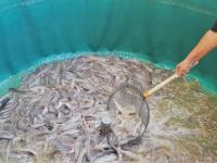 Mencengangkan! 102 Kilogram Ikan Lele Berhasil Dipanen Hanya Dalam 3 Minggu